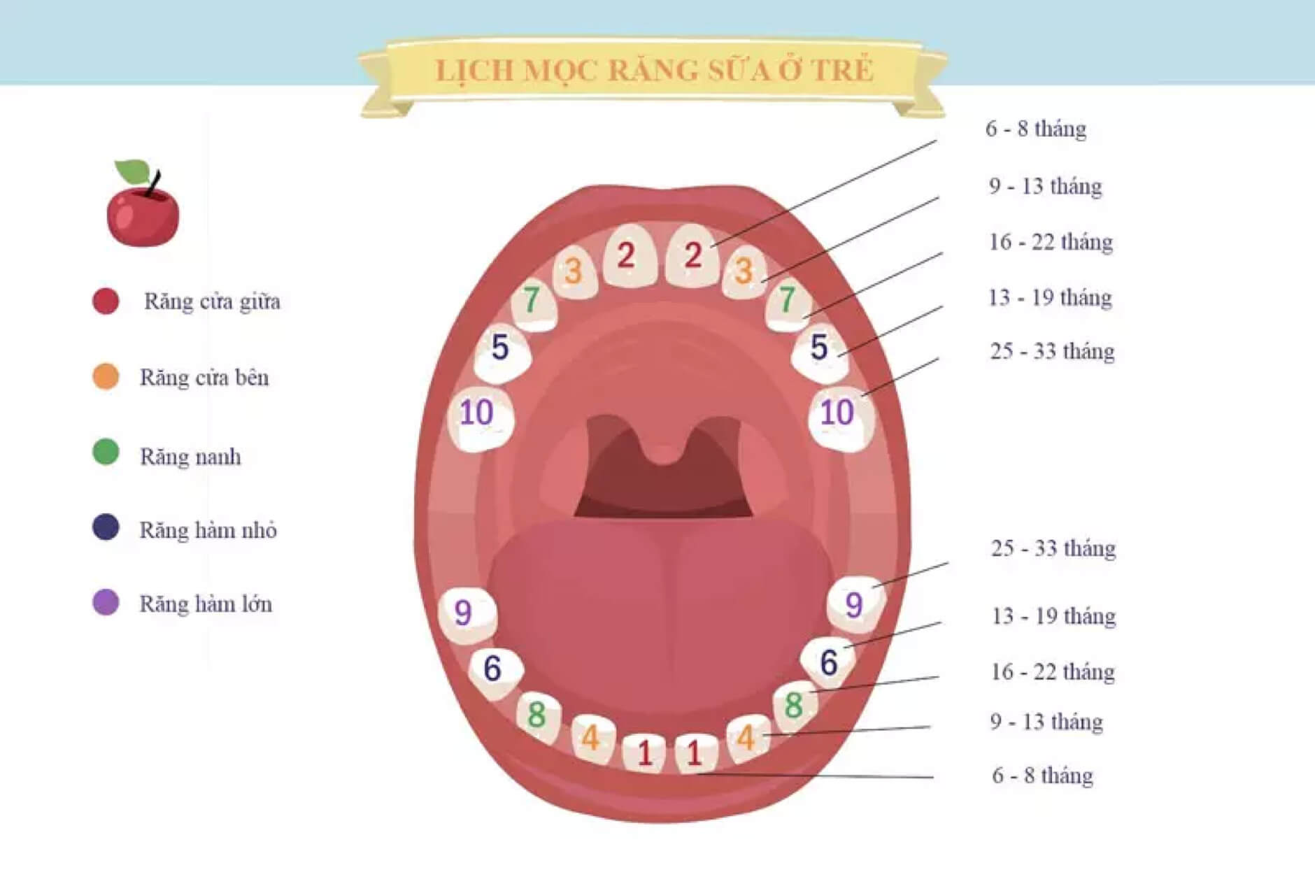 lich-moc-rang-cua-tre-